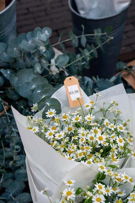 A bouquet of fresh chamomile flowers with white petals and yellow centers, wrapped in white paper and secured with a ribbon. The bouquet is placed among green eucalyptus leaves with rounded, silvery-b