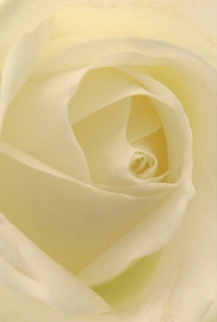 Captured in intricate detail, this white rose-expertly hand-picked by a Forest Hill florist-invites the viewer into a world of layered tranquility and subtle sophistication. Seen up close, the spiraling petals unfold in gradients of ivory and cream, their soft edges diffusing the ambient light with an almost ethereal glow. Each gentle fold and shadow tells a story of purity and perseverance, while the seamless blending of tones echoes the harmonious green spaces of Forest Hill, from Mayow Park to Sydenham Woods. The rose's flawless whirl at its core evokes a sense of resilience, making it an impeccable choice for landmark occasions: a heartfelt wedding centrepiece, a romantic gesture offered in apology, or a thoughtful bouquet marking an anniversary in SE23. The barely perceptible fragrance lingers with serene elegance, helping to set a tone of reflection and peace. Every arrangement that leaves this local florist's studio is a testament to care and tradition-a bloom whose beauty is as enduring as the timeless streets it comes from.
